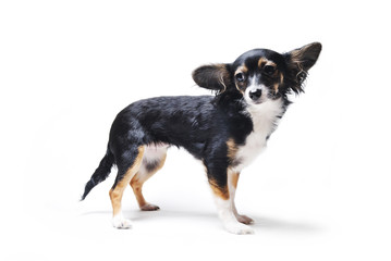 toy terrier dog isolated on white background