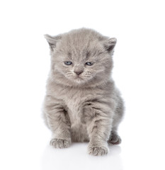 Obraz premium Newborn scottish kitten. isolated on white background