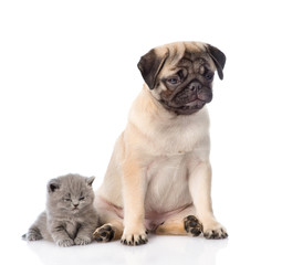 Sad pug puppy with sleeping scottish kitten. isolated on white b