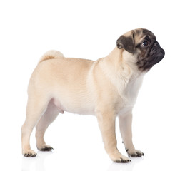 pug puppy standing in profile. isolated on white background