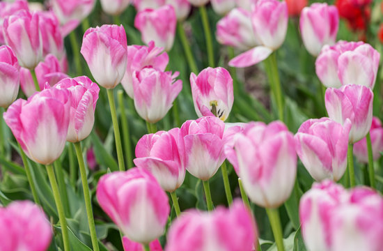 spring pink tulips