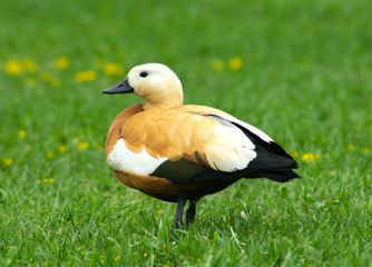 brown duck on a green grass