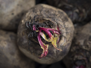 Green and Red Leaves Emerging from a Dried Beet