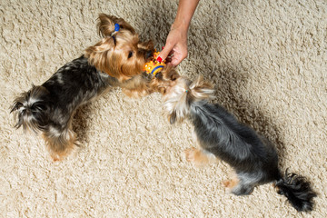  Yorkshire terriers are playing with a toy in the room