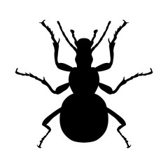 Insect silhouette. Sticker ground beetle bug. Carabidae coleoptera. Vector