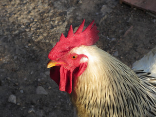 Portrait of an adult rooster on the poultry yard
