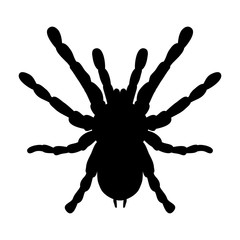 insect in magnifier. Brachypelma smithi, spider female. Sketch of spider. Tarantula Design for coloring book. Vector - obrazy, fototapety, plakaty