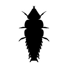 Insect in magnifier. Trilobite beetle Duliticola Platerodrilus. Sketch of Trilobite beetle. Trilobite beetle Design for coloring book. Vector 