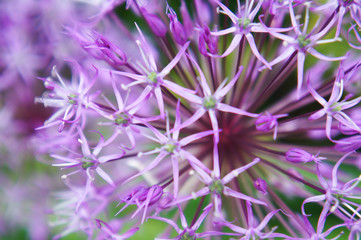 purple flower of shallot close-up  