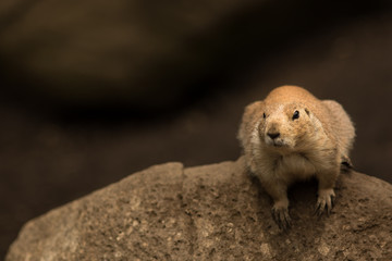 Prairie dog