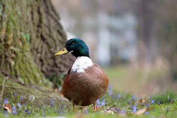 Erpel im Park