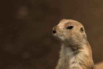 Prairie dog