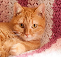 portrait of a red cat on a pink rug