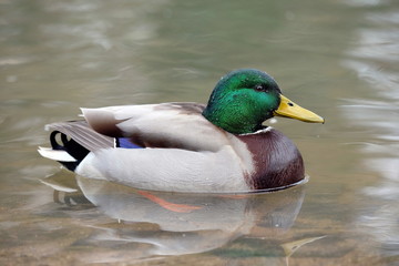 Ente im Wasser