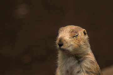 Naklejka na ściany i meble Prairie dog