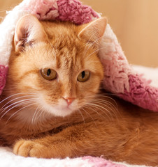 Fototapeta na wymiar .red cat peeking out from under the blankets