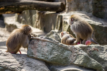 baboon want to have some fun