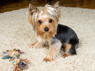  Yorkshire terrier is playing with a toy on the carpet