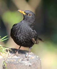 Close up of a male Blackbird on a tree trunk