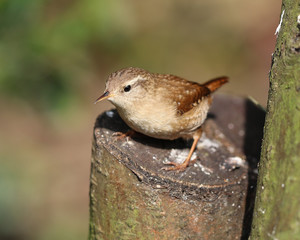 Close up of a wren on a tree trunk