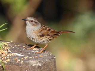 Close up of a Dunnock on a tree trunk