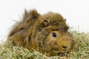 kleines Meerschweinchen im Heu (nach rechts)