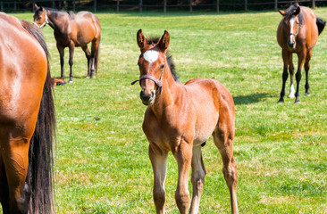 English Thoroughbred foal horse on the field
