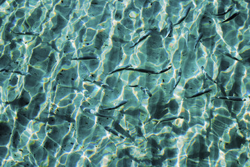 Beautiful clear  water  reflecting in the sun and  fishes