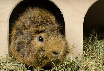 Nagerheim (Jungmeerschweinchen guckt aus, rechts)