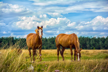 Naklejka na ściany i meble Two horses on the meadow
