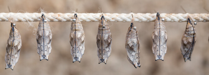 butterfly cocoons on a stick
