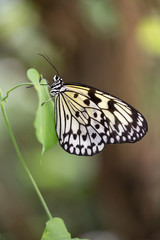 Fototapeta na wymiar white butterfly on plants