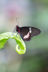 beautiful butterfly on plants