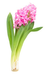 Pink and violet hyacinths