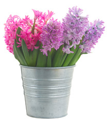 Pink and violet hyacinths