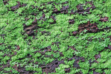  Texture of laterite stone wall face with grass growth
