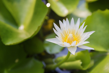 the white lotus or water lilie in the pond with the sunlight scene © Pixel_B