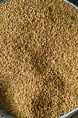 Seed of wheat. Processed organic wheat grains as agricultural ba