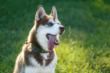 Panting Siberian Husky with blue eye at the green grass