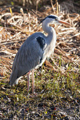 The grey heron