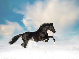 Fototapeta na wymiar Black horse run in the snow