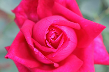 Close up of a vibrant red rose flower in plant