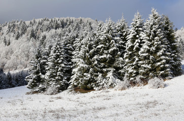 mountain landscape with fir submerged by snow in winter