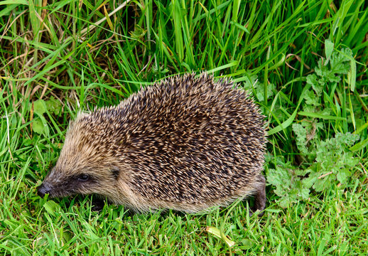 Hedgehog
