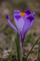 Krokus, Szafran Spiski