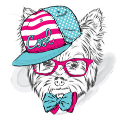 Cute puppy vector. Yorkshire Terrier wearing a cap and sunglasses.