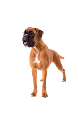 Obraz premium Beautiful boxer puppy