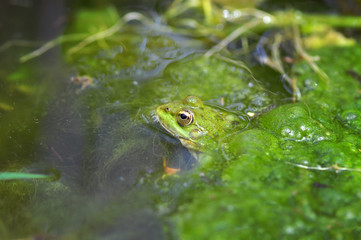 Macro shot of a green frog in the swamp