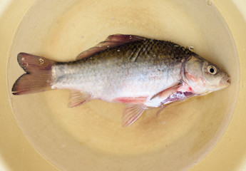 Purified fish is in a dish