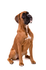 Obraz premium Beautiful boxer puppy
